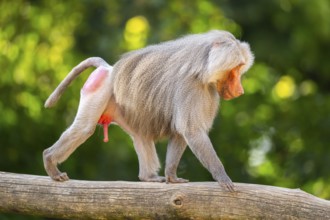 Hamadryas baboon (Papio hamadryas) male walking, captive, Zoo Augsburg, Germany