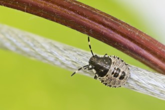 A Raphigaster nebulosa (Rhaphigaster nebulosa), nymph, on a wire in a green environment, Hesse,