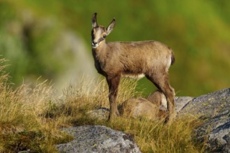 A curious young chamois stands on a rock, accompanied by a resting deer in the grass, chamois,