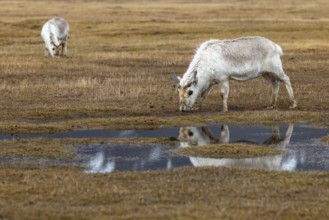 Svalbard skink (Rangifer tarandus platyrhynchus) reflected in the water, Mammals (Mammalia),