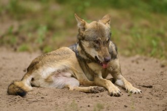 Wolf (Canis lupus), lying wolf sticks out his tongue and looks thoughtful on sandy ground, Germany