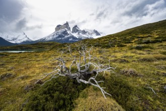 Enchanted dead trees, Cuernos del Paine mountain range in autumn, Torres del Paine National Park,