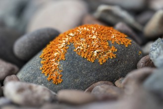 (Caloplaca biatorina), lichen, stone, Spitsbergen, Svalbard