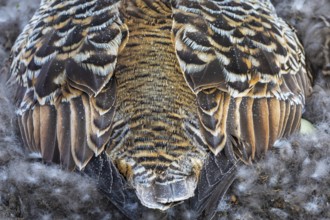 Eider duck (Somateria mollissima), hen brooding on the nest, duck birds (Anatidae), Aventdalen,