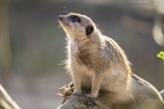 Meerkat (Suricata suricatta) sitting on a tree trunk, captive, Germany