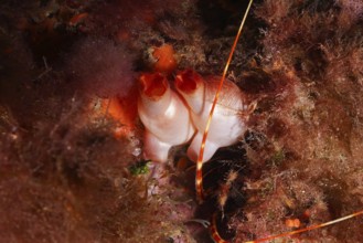 Red sea squirt (Halocynthia papillosa) anchors itself in a colourful underwater world in the
