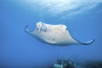 Underwater photo of giant ray manta ray (Manta birostris) plankton eater swimming over the edge of
