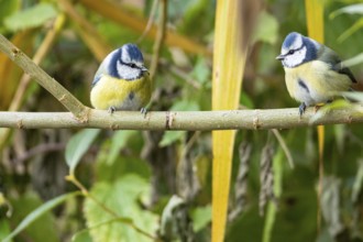Blue tit (Parus caeruleus) Germany
