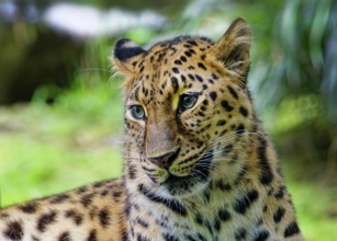 Amur leopard (Panthera pardus orientalis), captive, threatened with extinction, animal portrait,