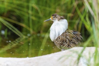 Bird in a marsh surrounded by grass and water, ruff (Calidris pugnax, Syn.: Philomachus pugnax),