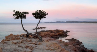 Trees on a rocky beach, sunrise, Plage de Palombaggia, Corsica, France
