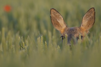 Roe deer (Capreolus capreolus) adult female doe animal in a farmland wheat field in summer,