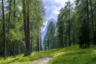 Larch meadows, Rifugio Malga Lareto, Brite Larieto, Cortina d'Ampezzo, Dolomites, Veneto, Italy