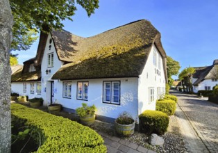 Uthland Frisian houses, Frisian houses, typical thatched roof houses in the village of Nieblum,