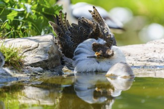 A bird resting close to the water, with vivid feather structure and clear reflection, Ruff