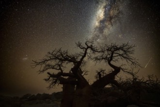Silhouette of a baobab tree with starry sky and Milky Way, African baobab (Adansonia digitata),