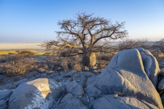 African baobab (Adansonia digitata), babobab with view over the salt pan in the evening light, Kubu