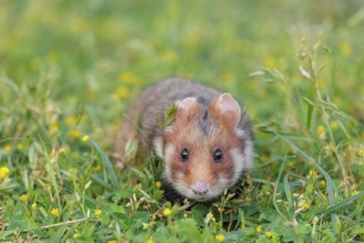 A European hamster (Cricetus cricetus) collects herbs, grass and daisies in a fresh green meadow