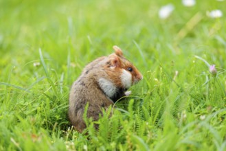 A European hamster (Cricetus cricetus) collects herbs, grass and daisies in a fresh green meadow