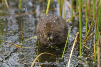 Water vole (Arvicola amphibius) adult rodent animal feeding on pond weed in a reedbed in summer,