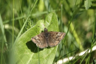 Crown vetch butterfly (Erynnis tages), meadow in spring, Germany