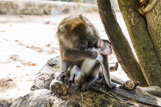 Monkeys on the beach, macaques, Ao Nang Beach, Ao Nang, Krabi, Thailand
