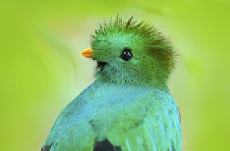 Resplendent Quetzal, Pharomachrus mocinno, from Guatemala with blurred green forest foreground and