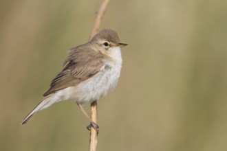 Booted Warbler - Buschspötter - Iduna caligata, Kazakhstan