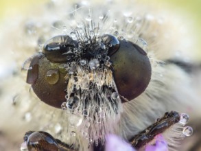 Bee Fly (Bombyliidae) close-up of head and compound eyes covered with pearls of dew drops,