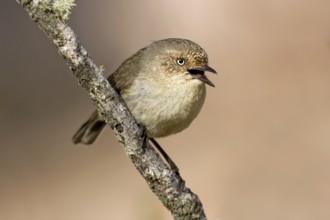 Western Thornbill (Acanthiza inornata) singing, Western Australia, Australia