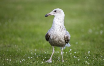 European Herring Gull (Larus argentatus) juvenile, Scotland, United Kingdom