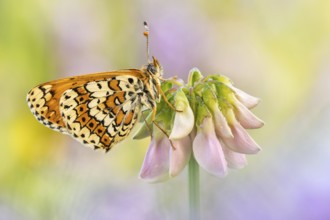 Der Wegerich-Scheckenfalter (Melitaea cinxia)