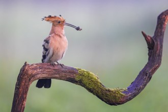 Eurasian Hoopoe (Upupa epops) with food in beak, Saxony-Anhalt, Germany