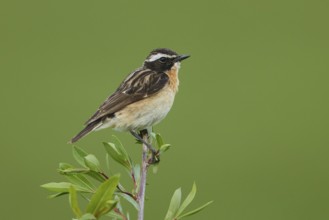 Whinchat (Saxicola rubetra) male, Armenia