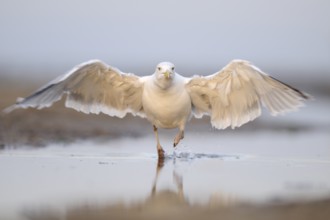 European Herring Gull (Larus argentatus), Mecklenburg-Western Pomerania, Germany