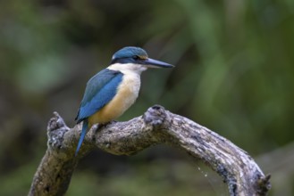 Sacred Kingfisher (Todiramphus sanctus) male, Victoria, Australia