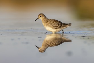 Sharp-tailed Sandpiper (Calidris acuminata), Victoria, Australia