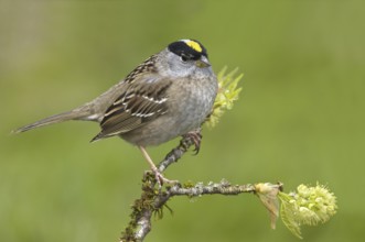 Golden-crowned Sparrow (Zonotrichia atricapilla), British Columbia, Canada