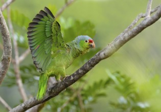 Red-fronted Parrot (Poicephalus gulielmi) at Laguna Lagarto Lodge near Boca Tapada, Costa Rica