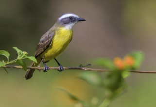 White-ringed Flycatcher (Conopias albovittatus) at Laguna Lagarto Lodge, Boca Tadapa, Costa Rica