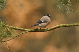 Eurasian Bullfinch (Pyrrhula pyrrhula) female, Utrecht, Netherlands