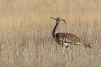 Kori Bustard (Ardeotis kori), Northern Cape, South Africa