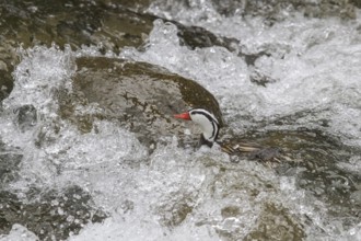 Torrent Duck (Merganetta armata) swimming in a river in Peru