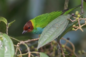 Bay-headed Tanager (Tangara gyrola) perched on a branch in Manu National Park, Peru