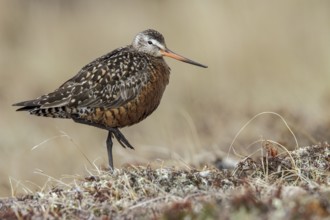 Hudsonian Godwit (Limosa haemastica) on the tundra near Churchill, Manitoba, Canada