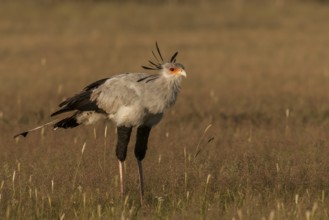 Secretarybird (Sagittarius serpentarius), Northern Cape, South Africa