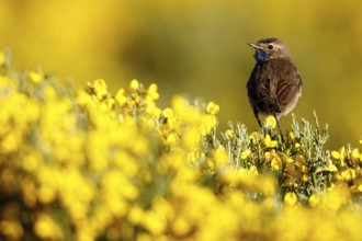 Bluethroat (Luscinia svecica cyanecula) male, Castile, Spain