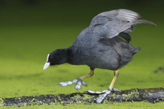 Eurasian Coot (Fulica atra), North Rhine-Westphalia, Germany