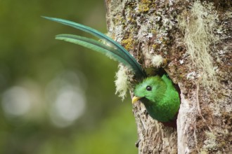 Resplendent Quetzal (Pharomachrus mocinno) male, Heredia, Costa Rica