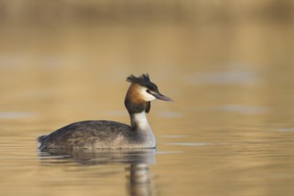Great Crested Grebe (Podiceps cristatus), Vorarlberg, Austria